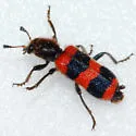 Trichodes apivorus - photo 2