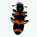 Trichodes apivorus - photo 3