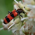 Trichodes apivorus - photo 4