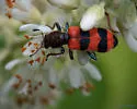 Trichodes apivorus - photo 5