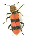Trichodes bibalteatus