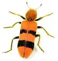 Trichodes bibalteatus - photo 2