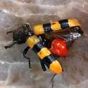 Trichodes bibalteatus - photo 3