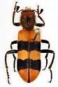 Trichodes bibalteatus - photo 4