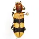 Trichodes bibalteatus - photo 5