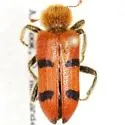 Trichodes bicinctus