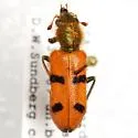 Trichodes bicinctus - photo 2