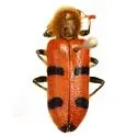 Trichodes bicinctus - photo 3