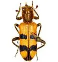 Trichodes bicinctus - photo 4
