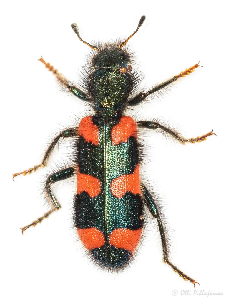 Trichodes favarius - photo 2