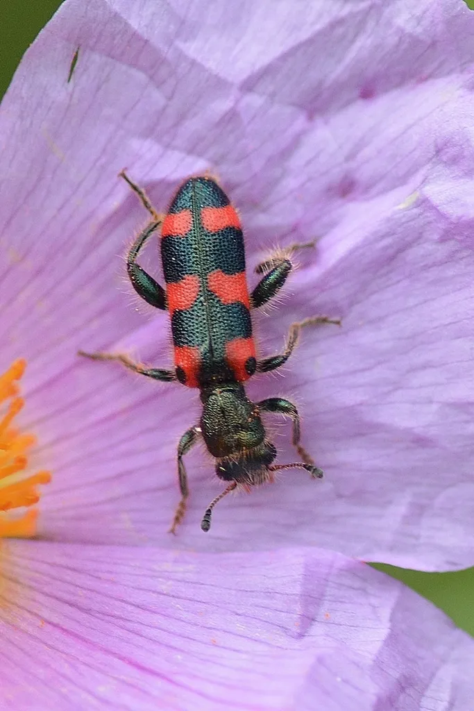 Trichodes leucopsideus - photo 2
