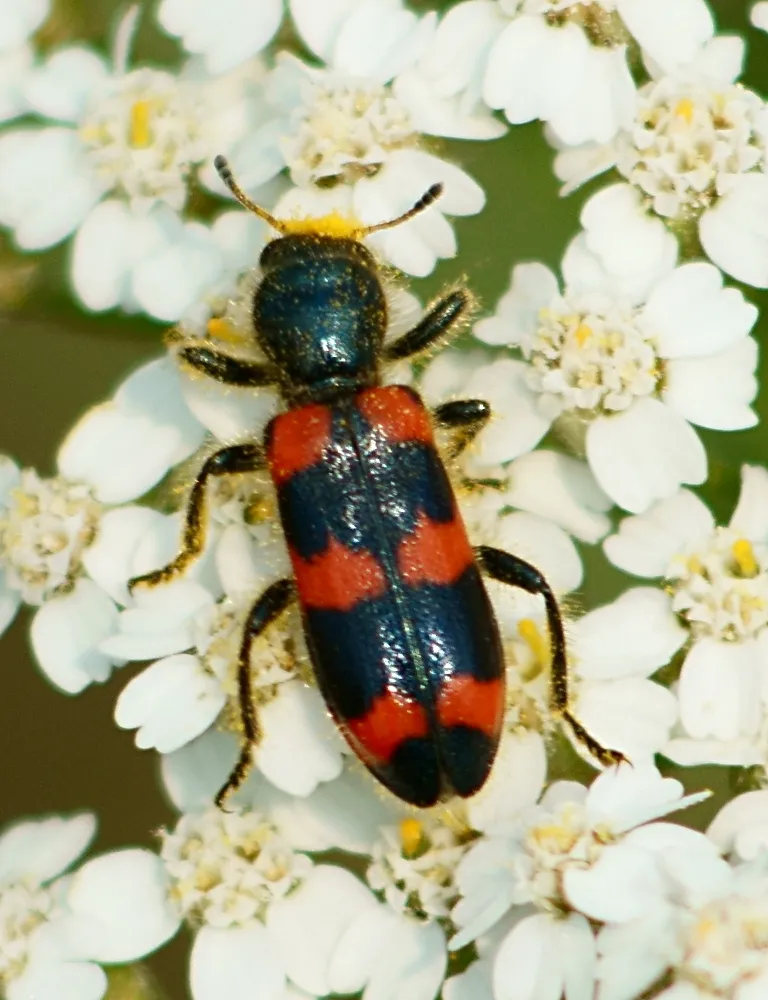 Red-blue Checkered Beetle - photo 2