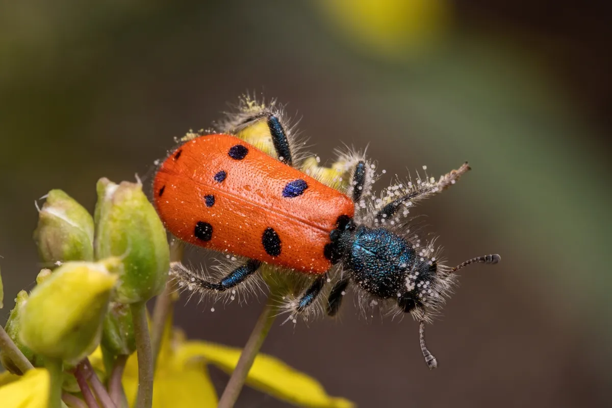Trichodes octopunctatus
