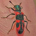 Trichodes oresterus