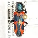 Trichodes oresterus - photo 2