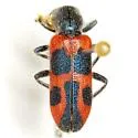 Trichodes oresterus - photo 3