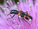 Trichodes oresterus - photo 4