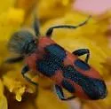 Trichodes oresterus - photo 5
