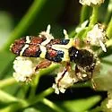 Trichodes peninsularis - Trichodes peninsularis