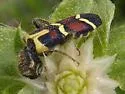 Trichodes peninsularis - photo 2