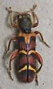 Trichodes peninsularis - photo 3