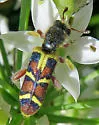 Trichodes peninsularis - photo 4