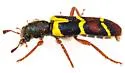 Trichodes peninsularis - photo 5