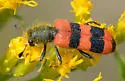 Trichodes simulator - photo 2