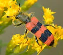 Trichodes simulator - photo 3