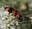Trichodes simulator - photo 5