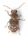 Trichodesma brattaini - photo 2
