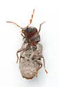 Trichodesma brattaini - photo 3