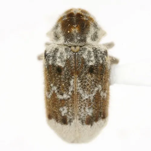 Trichodesma concinnum - Trichodesma concinnum