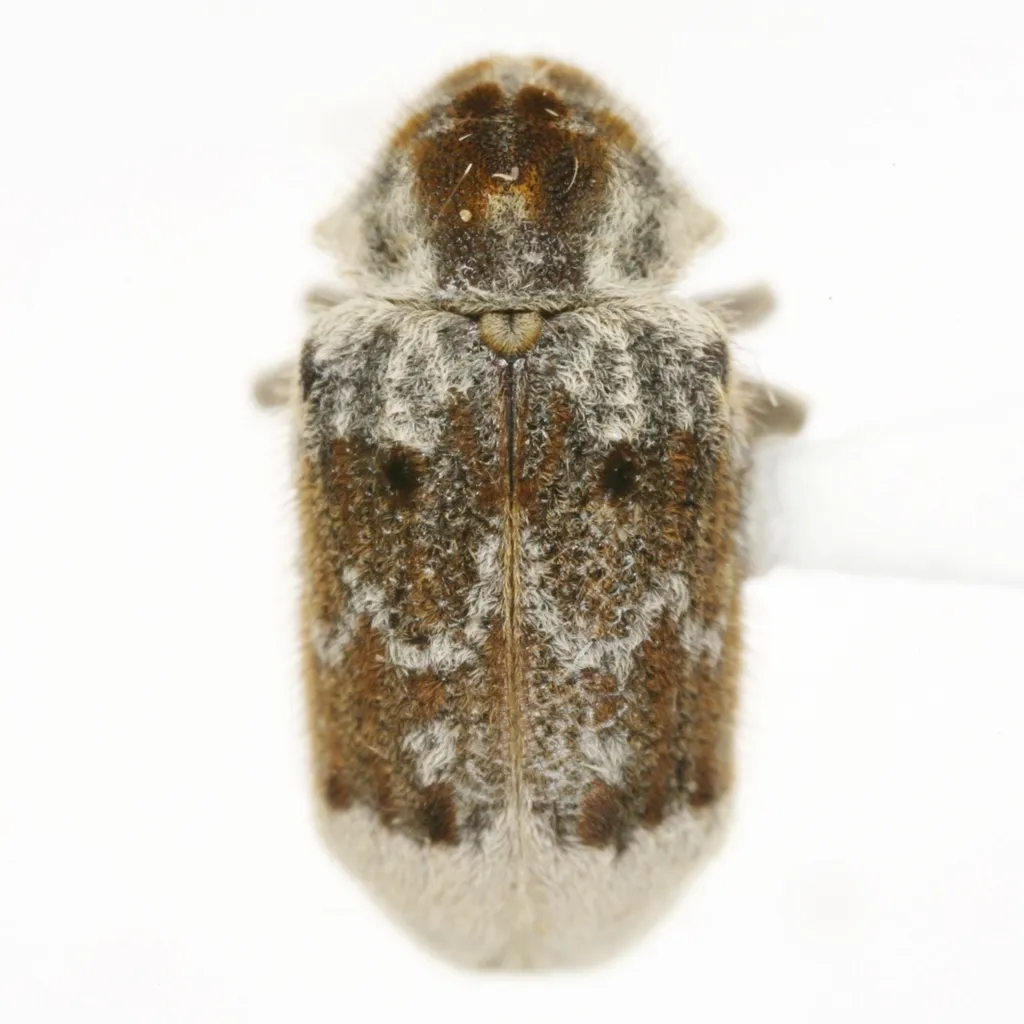 Trichodesma concinnum - photo 2
