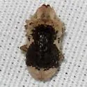 Trichodesma cornumaculatum - photo 3