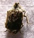 Trichodesma cristatum