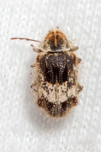 Trichodesma gibbosum - photo 2
