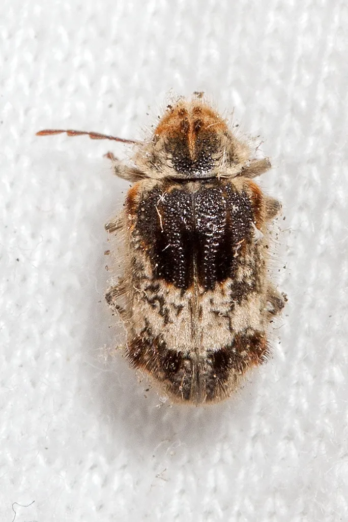 Trichodesma gibbosum - photo 3