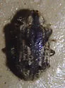 Trichodesma klagesi