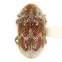 Trichodesma pulchellum - photo 2