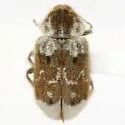 Trichodesma pulchellum - photo 3