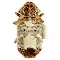 Trichodesma texanum