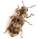 Trichodesma whitei - Trichodesma whitei