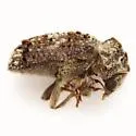 Trichodesma whitei - photo 2