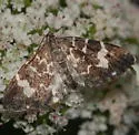 Trichodezia californiata - Hodges#7432