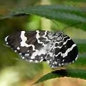 Trichodezia californiata - Hodges#7432 - photo 2