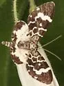Trichodezia californiata - Hodges#7432 - photo 4