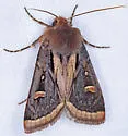 Trichofeltia circumdata - Hodges#10621 - photo 3