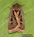 Trichofeltia circumdata - Hodges#10621 - photo 5