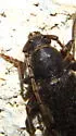 Velvet Longhorned Beetle - photo 2